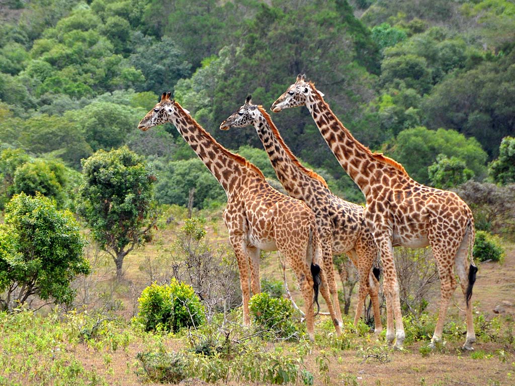 2 days Tanzania Safari to Tarangire and Ngorongoro