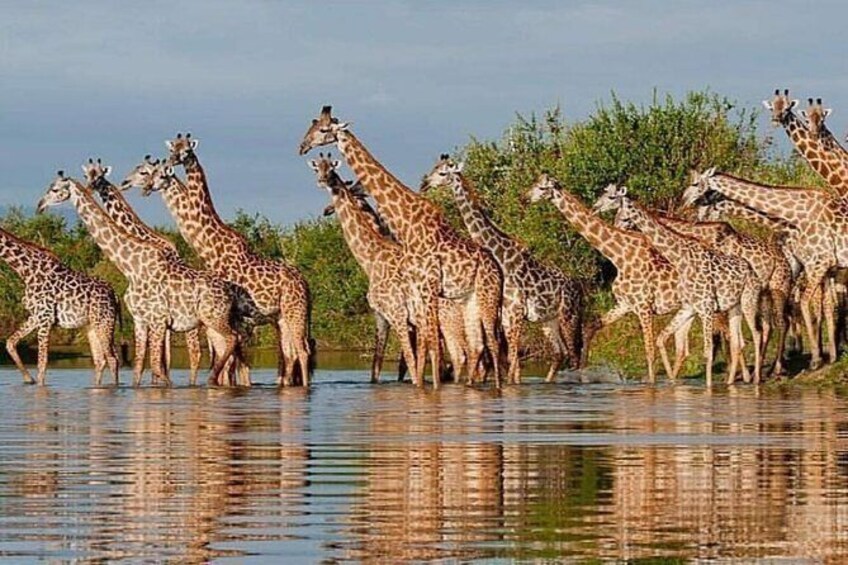 4 days Tanzania Safari to Tarangire, Ngorongoro & Serengeti
