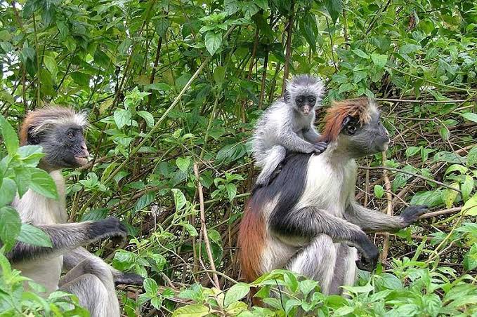 4 Days Zanzibar Holiday